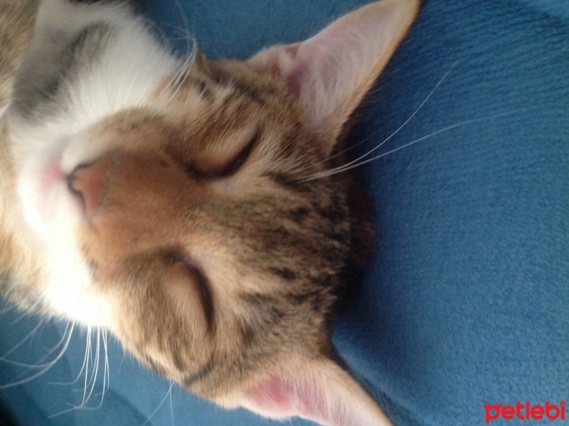 Tekir Kedi, Kedi  Karamel  fotoğrafı