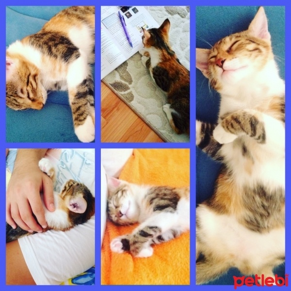 Tekir Kedi, Kedi  Karamel  fotoğrafı