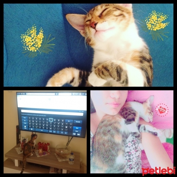 Tekir Kedi, Kedi  Karamel  fotoğrafı