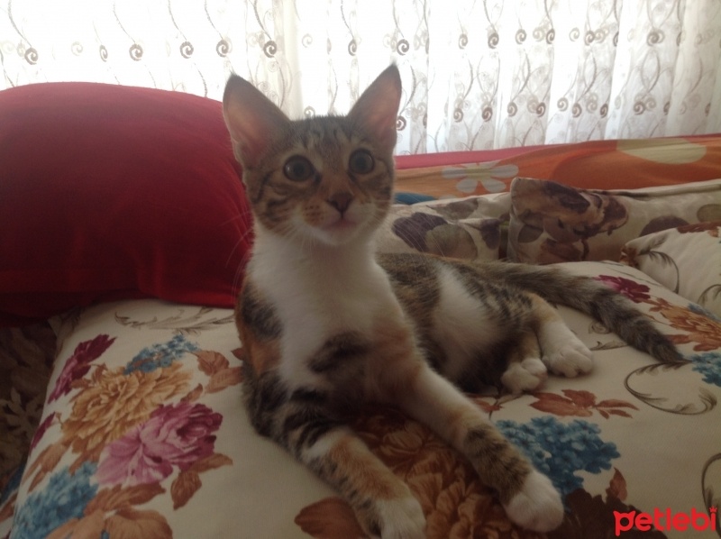 Tekir Kedi, Kedi  Karamel  fotoğrafı
