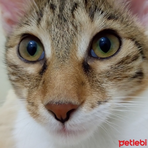Tekir Kedi, Kedi  Karamel  fotoğrafı