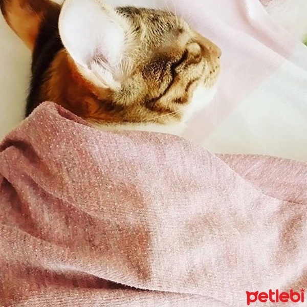 Tekir Kedi, Kedi  Karamel  fotoğrafı