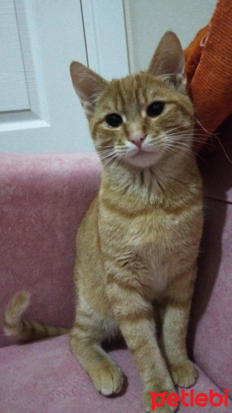 Tekir Kedi, Kedi  Merlin fotoğrafı