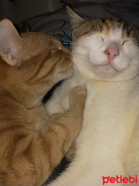 Tekir Kedi, Kedi  Merlin fotoğrafı