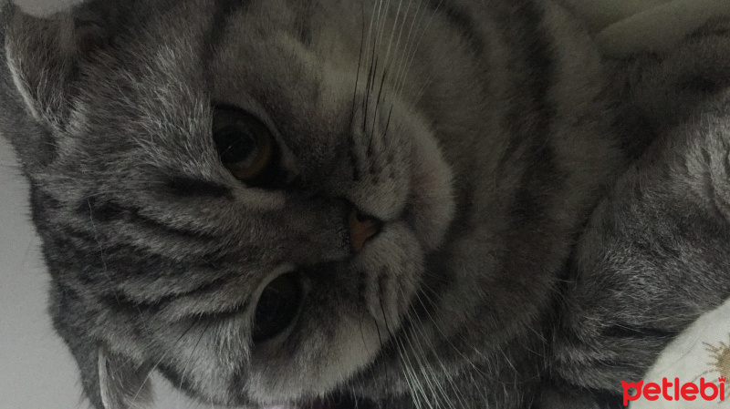 Scottish Fold, Kedi  Maya fotoğrafı