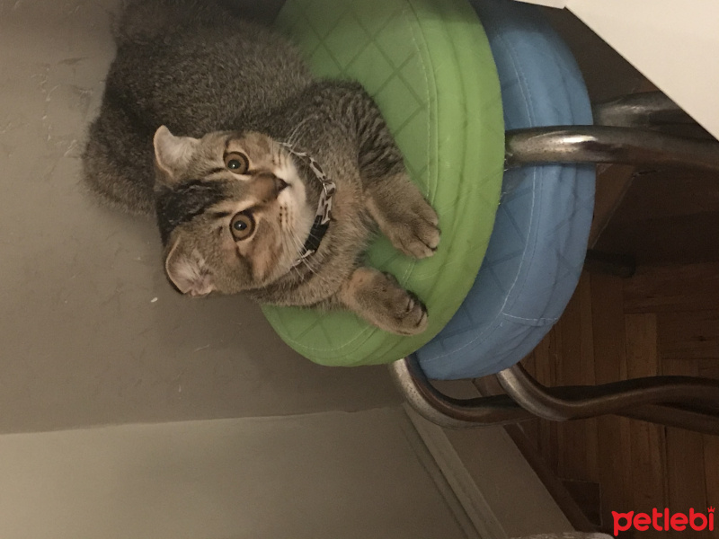 Scottish Fold, Kedi  Mıncır fotoğrafı