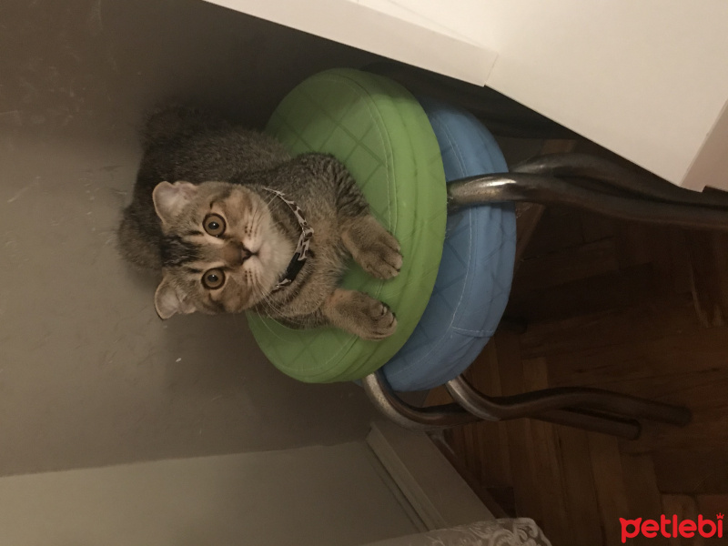 Scottish Fold, Kedi  Mıncır fotoğrafı