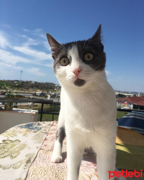 Tuxedo (Smokin) Kedi, Kedi  Lili fotoğrafı