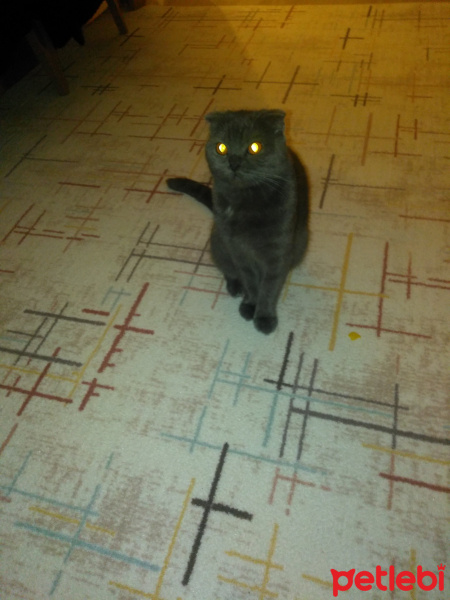 Scottish Fold, Kedi  Mia fotoğrafı