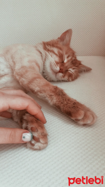 Sarman, Kedi  Cookie fotoğrafı