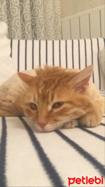 Sarman, Kedi  Cookie fotoğrafı