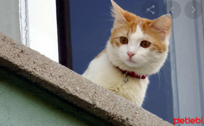 İran Kedisi (Persian), Kedi  pamuk fotoğrafı