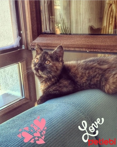 British Shorthair, Kedi  Gezi fotoğrafı