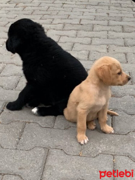 Sokö (Sokak Köpeği), Köpek  Küçük fotoğrafı