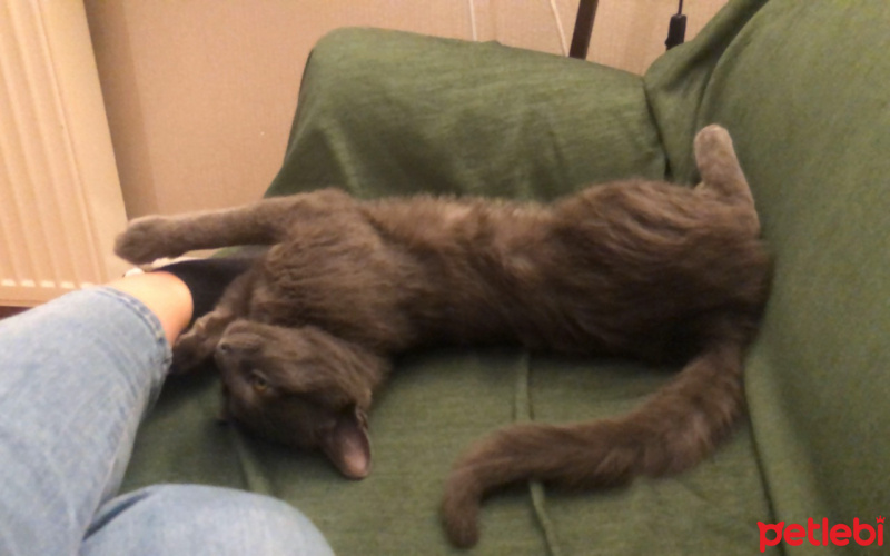 Tekir Kedi, Kedi  Enki fotoğrafı