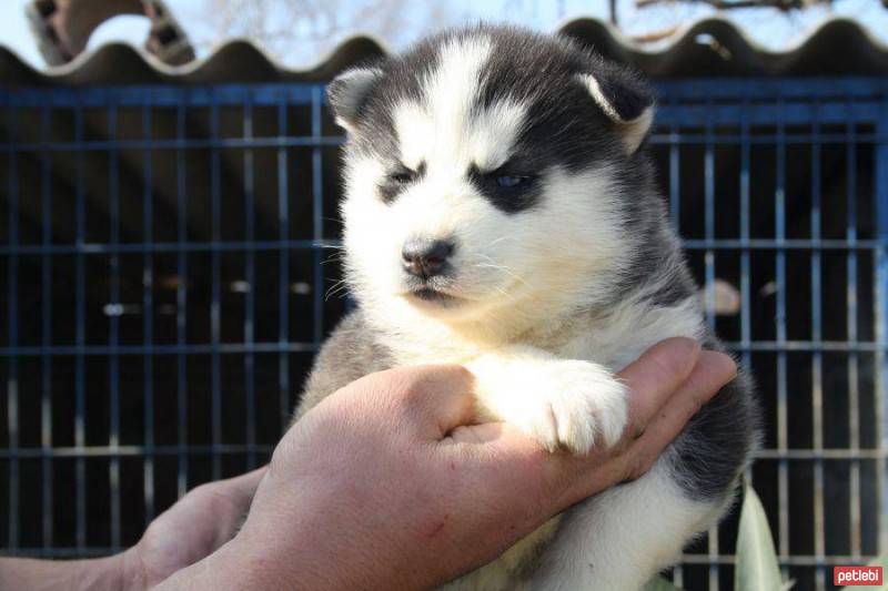 Sibirya Kurdu (Husky), Köpek  efe fotoğrafı