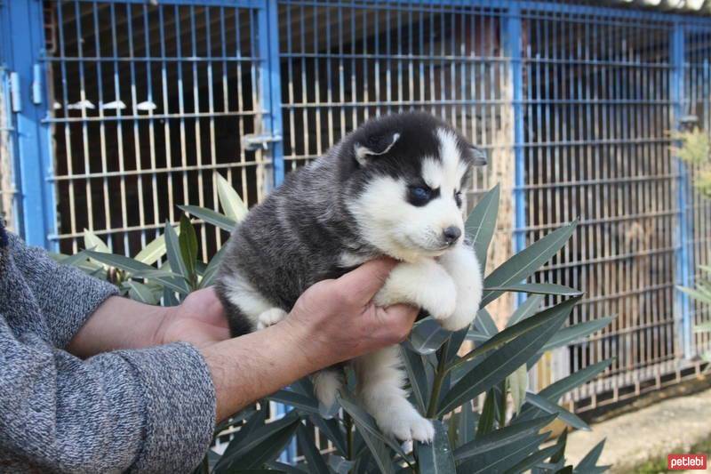 Sibirya Kurdu (Husky), Köpek  efe fotoğrafı