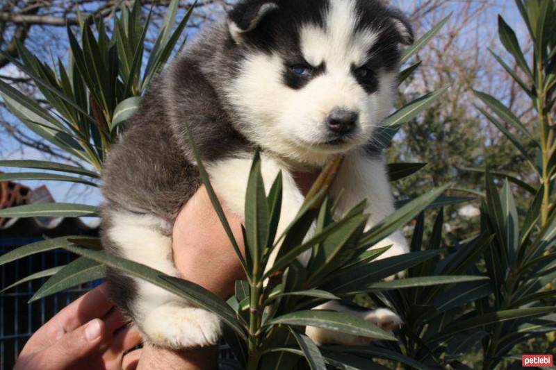 Sibirya Kurdu (Husky), Köpek  efe fotoğrafı