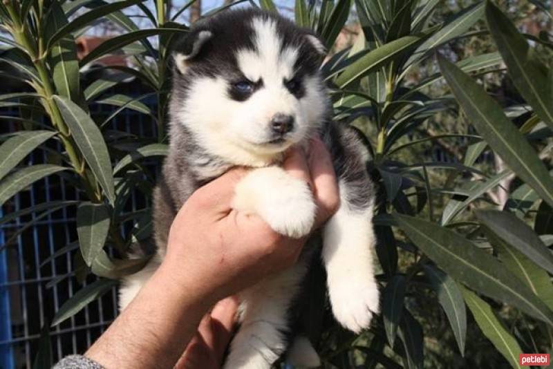 Sibirya Kurdu (Husky), Köpek  efe fotoğrafı