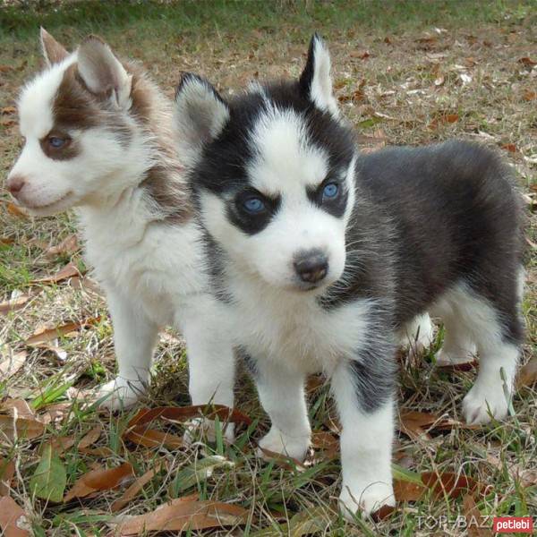 Sibirya Kurdu (Husky), Köpek  efe fotoğrafı