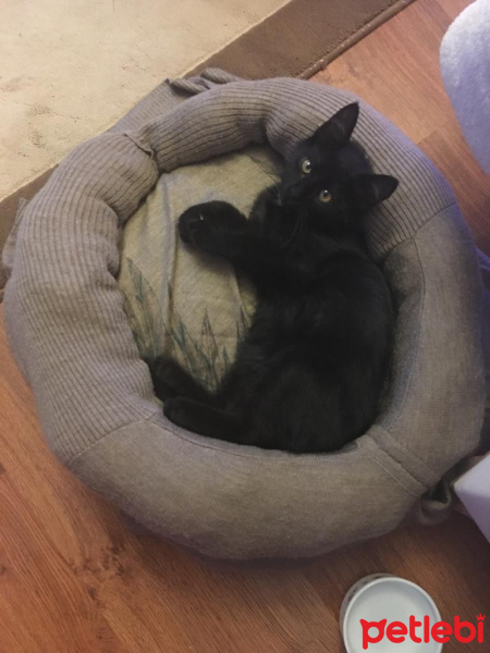 Bombay, Kedi  Smoothie fotoğrafı