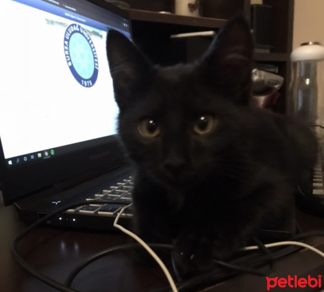 Bombay, Kedi  Smoothie fotoğrafı