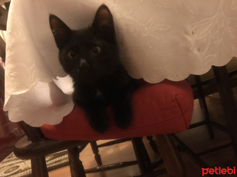 Bombay, Kedi  Smoothie fotoğrafı