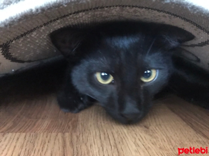 Bombay, Kedi  Smoothie fotoğrafı