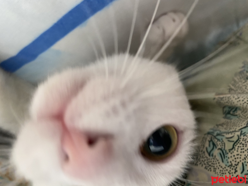 Tekir Kedi, Kedi  Bebek fotoğrafı