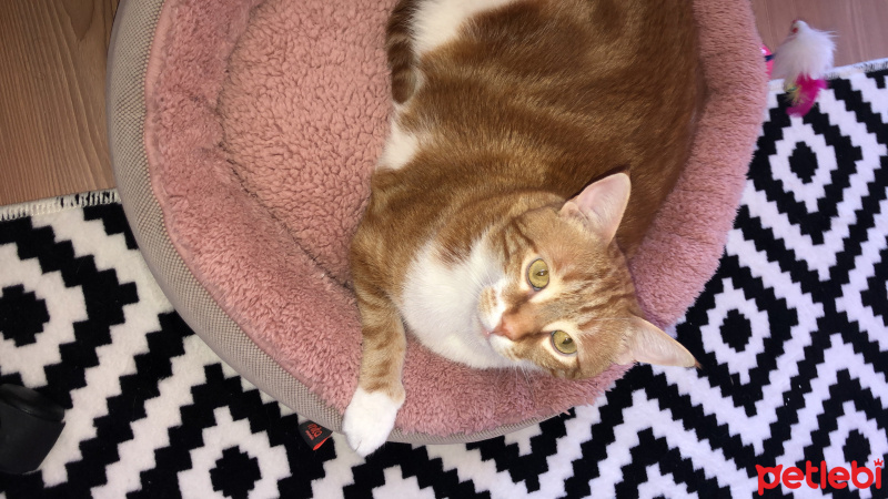 Sarman, Kedi  Ponçik fotoğrafı