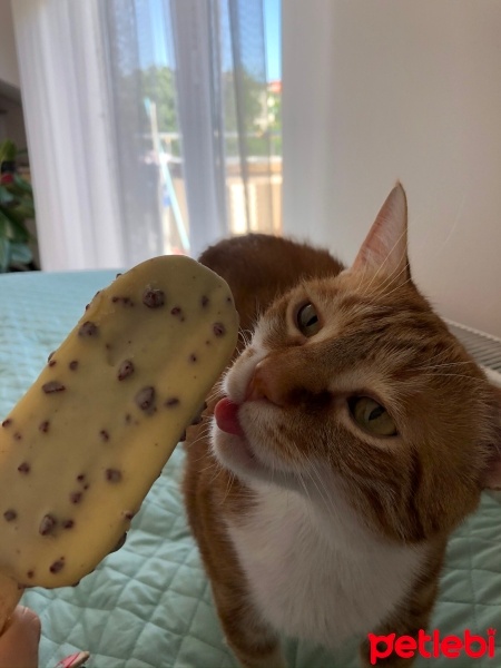 Sarman, Kedi  Ponçik fotoğrafı