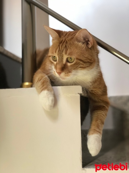 Sarman, Kedi  Ponçik fotoğrafı