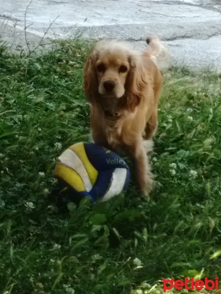 Amerikan Cocker Spaniel, Köpek  Cookie fotoğrafı