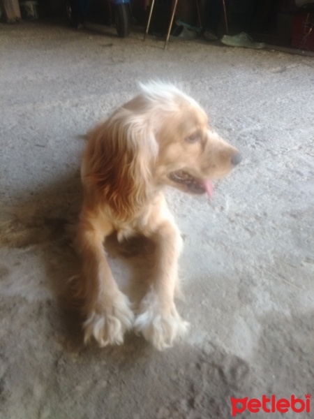Amerikan Cocker Spaniel, Köpek  Cookie fotoğrafı