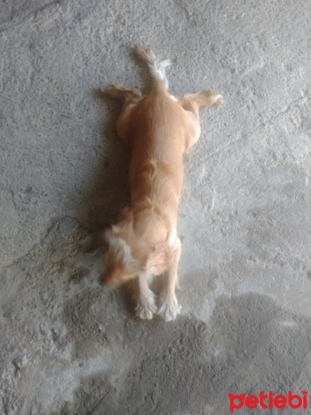 Amerikan Cocker Spaniel, Köpek  Cookie fotoğrafı