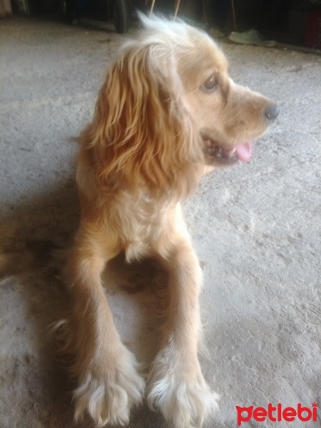Amerikan Cocker Spaniel, Köpek  Cookie fotoğrafı
