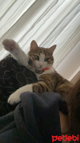 Tekir Kedi, Kedi  Mia fotoğrafı