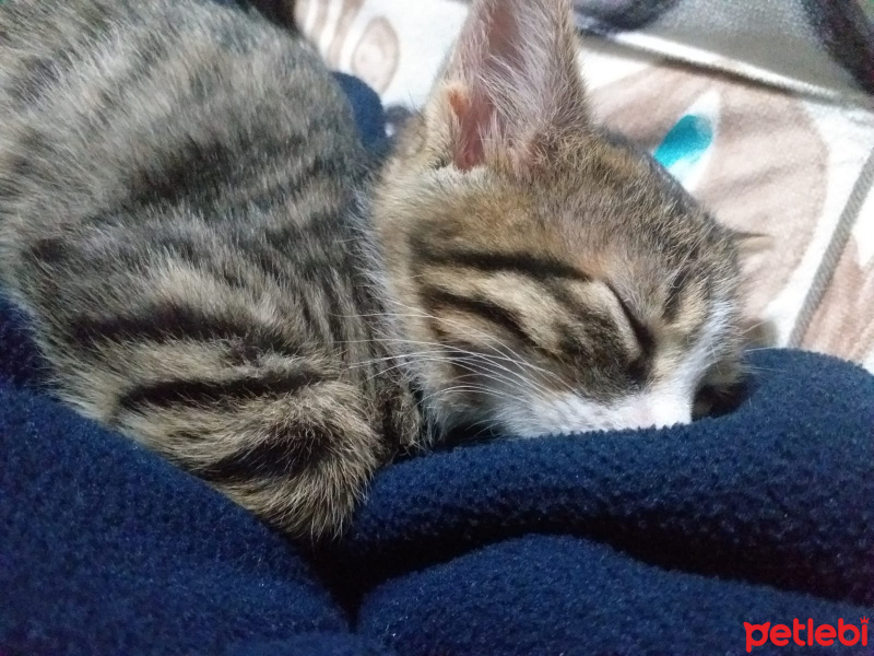 Tekir Kedi, Kedi  şanslı fotoğrafı
