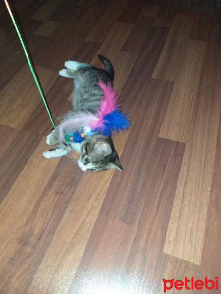 Tekir Kedi, Kedi  şanslı fotoğrafı