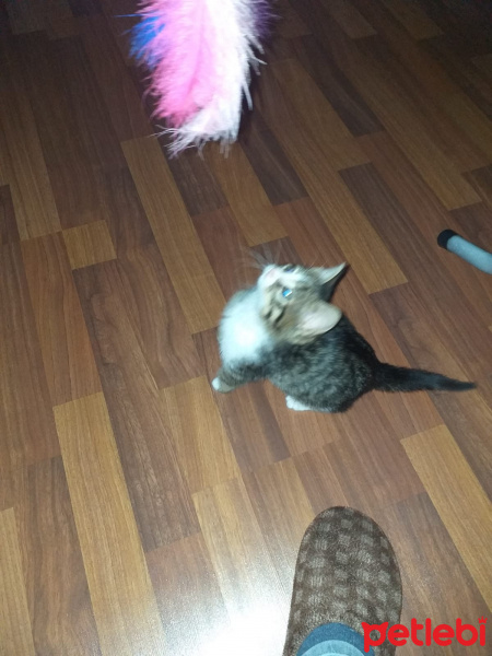 Tekir Kedi, Kedi  şanslı fotoğrafı