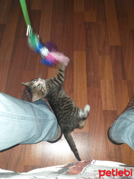 Tekir Kedi, Kedi  şanslı fotoğrafı