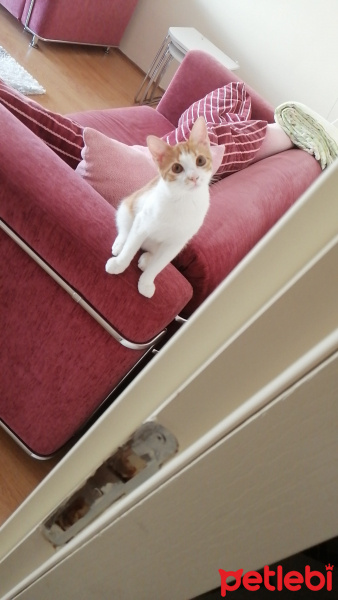 Sarman, Kedi  Leo fotoğrafı