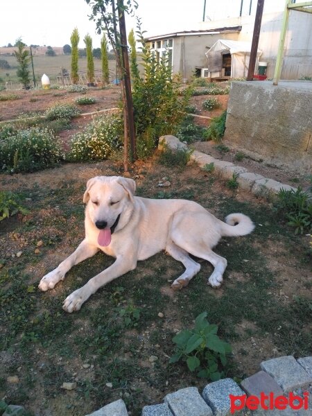 Akbaş, Köpek  Ates fotoğrafı