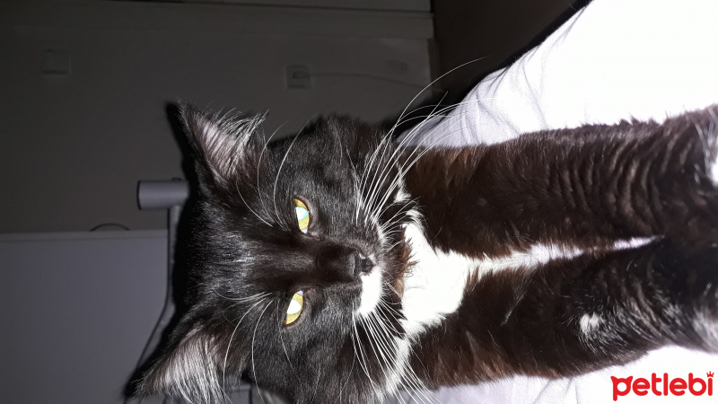 Tuxedo (Smokin) Kedi, Kedi  Pablo fotoğrafı