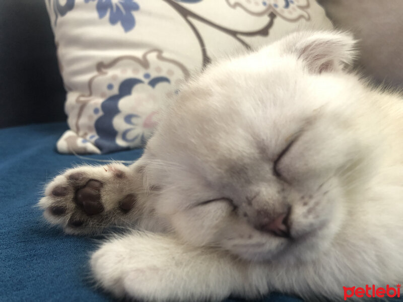 Scottish Fold, Kedi  Maria fotoğrafı