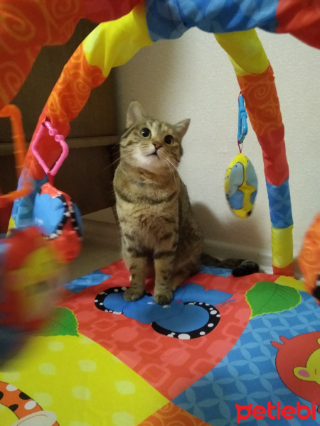 Tekir Kedi, Kedi  Şaziye Hanım fotoğrafı