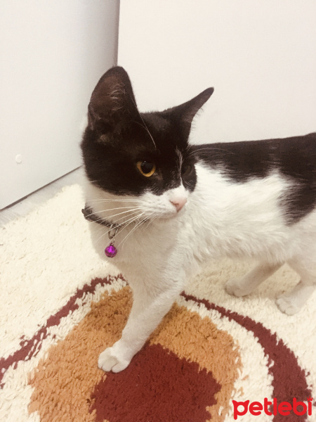 Tekir Kedi, Kedi  Marlie fotoğrafı