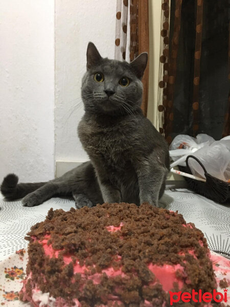 British Shorthair, Kedi  Yoda fotoğrafı