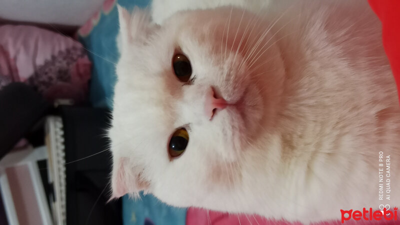 Scottish Fold, Kedi  CÜCÜK fotoğrafı