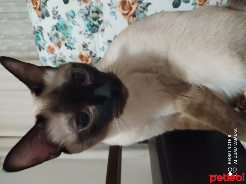 Siyam Kedisi, Kedi  Dora fotoğrafı